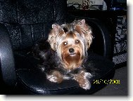 Jorkšírský terier, Yorkshire Terrier,