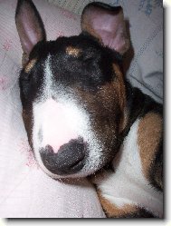 Bull Terrier