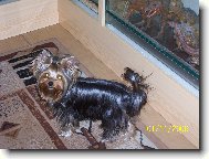 Jorkšírský terier, Yorkshire Terrier,