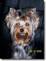 Jorkšírský terier, Yorkshire Terrier,