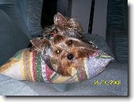 Jorkšírský terier, Yorkshire Terrier,