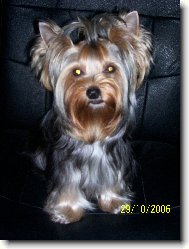 Jorkšírský terier, Yorkshire Terrier,