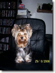 Jorkšírský terier, Yorkshire Terrier,