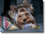 Jorkšírský terier, Yorkshire Terrier,