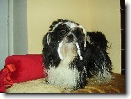 icu, Shih-Tzu