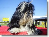icu, Shih-Tzu