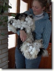 icu, Shih-Tzu