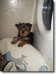Jorkšírský terier, Yorkshire Terrier,