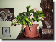 Schlumbergera