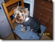 Jorkšírský terier, Yorkshire Terrier,