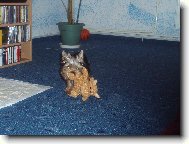 Jorkšírský terier, Yorkshire Terrier,