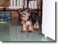 Jorkšírský terier, Yorkshire Terrier,