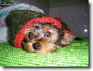 Jorkšírský terier, Yorkshire Terrier,