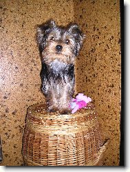 Jorkšírský terier, Yorkshire Terrier,