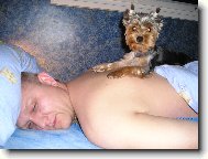 Jorkšírský terier, Yorkshire Terrier,