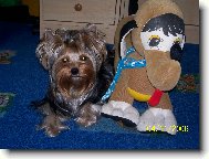 Jorkšírský terier, Yorkshire Terrier,