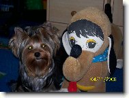 Jorkšírský terier, Yorkshire Terrier,