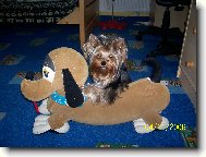 Jorkšírský terier, Yorkshire Terrier,