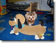 Jorkšírský terier, Yorkshire Terrier,