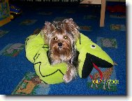 Jorkšírský terier, Yorkshire Terrier,