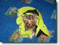 Jorkšírský terier, Yorkshire Terrier,