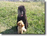 Poodle, Caniche