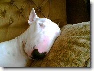 Bull Terrier