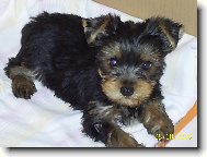 Jorkšírský terier, Yorkshire Terrier,