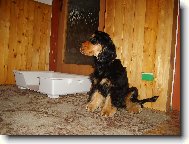 English Cocker Spaniel