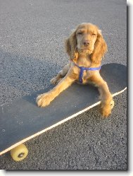 English Cocker Spaniel