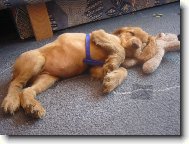 English Cocker Spaniel