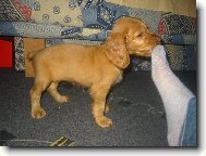 English Cocker Spaniel