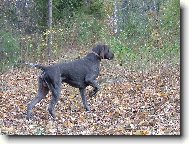 Deutscher Kurzhaariger Vorstehhund