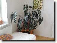 Alocasia