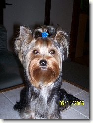 Jorkšírský terier, Yorkshire Terrier,