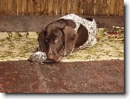 Deutscher Kurzhaariger Vorstehhund