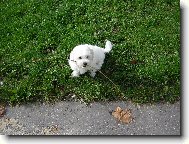 Bichon á poil frisé, Bichon Frise