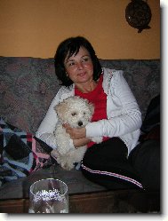 Bichon á poil frisé, Bichon Frise