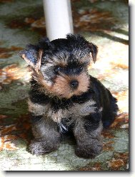 Jorkšírský terier, Yorkshire Terrier,
