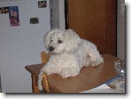 Bichon á poil frisé, Bichon Frise