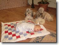 icu, Shih-Tzu