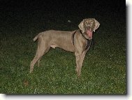 Weimaraner, Weimaraner Vorsterhund
