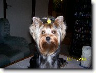 Jorkšírský terier, Yorkshire Terrier,