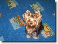 Jorkšírský terier, Yorkshire Terrier,