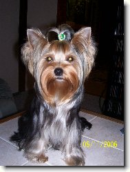 Jorkšírský terier, Yorkshire Terrier,