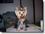 Jorkšírský terier, Yorkshire Terrier,