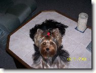 Jorkšírský terier, Yorkshire Terrier,