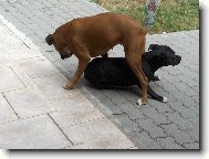 Deutscher Boxer