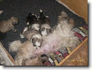 icu, Shih-Tzu