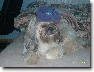 icu, Shih-Tzu